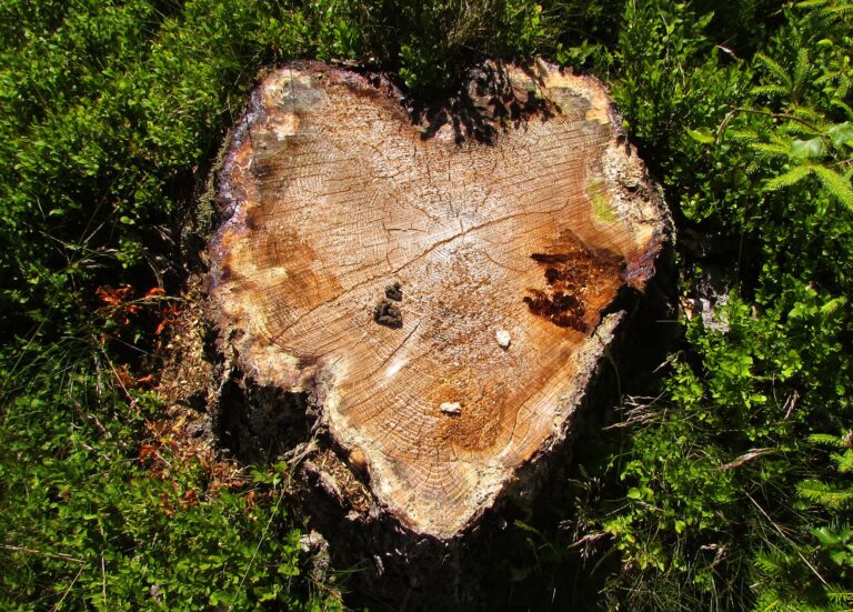 Bild1_Ein Herz im Oberpfälzer Wald
